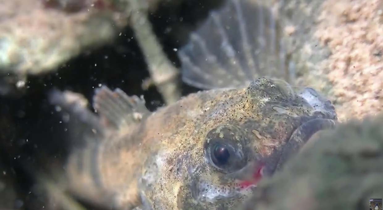 Jos van Zijl (Sub Aqua Libra) en het Liemerse water