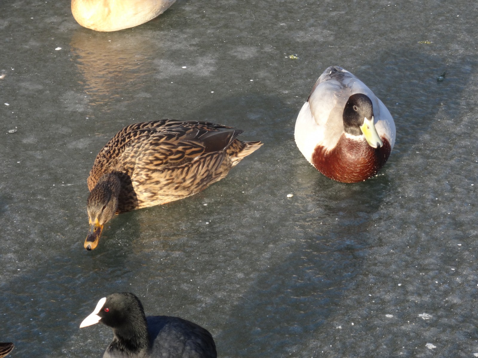 Video I Privé concert als dankbetuiging