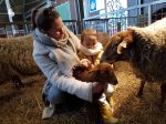 lammetje coburger 2018 met yara en mama