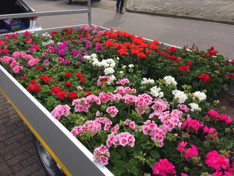 Zet de bloemetjes buiten én steun de muziek: Pannerden kleurt op 10 mei!