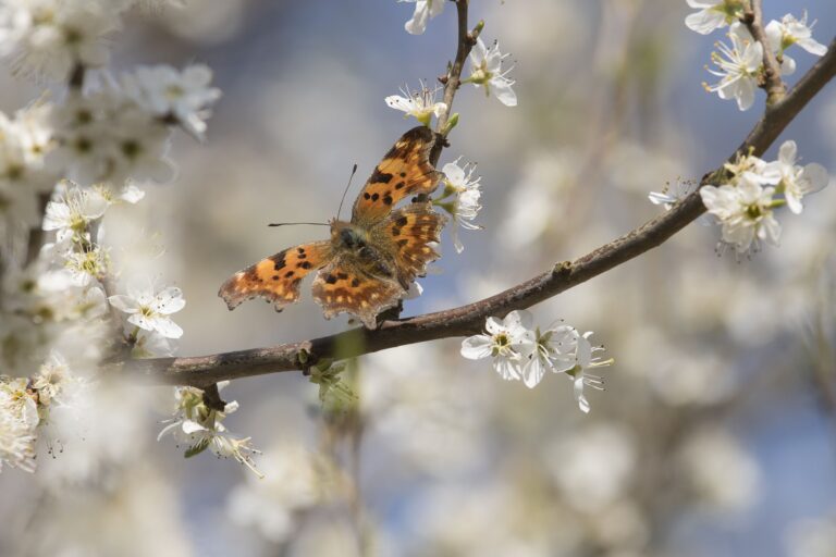 Gratis stadsbeplanting: help de vlinders en wilde bijen in de gemeente Duiven