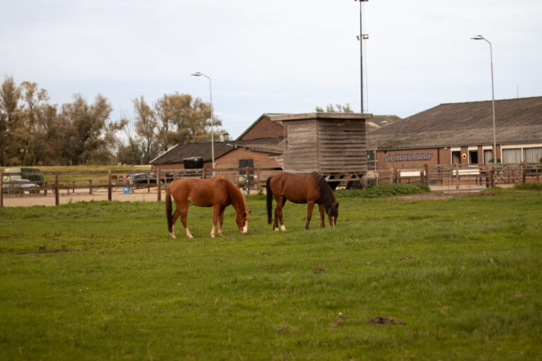 Open dag bij Manege Ten Bosch en De Nijgraaf